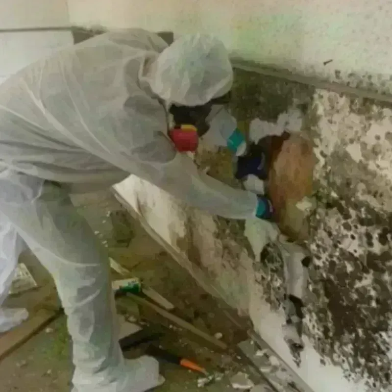 Mold Remediation and Removal in Chatmoss, VA